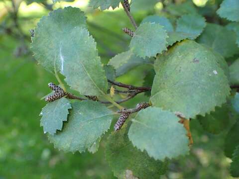 Image of Shrubby Birch