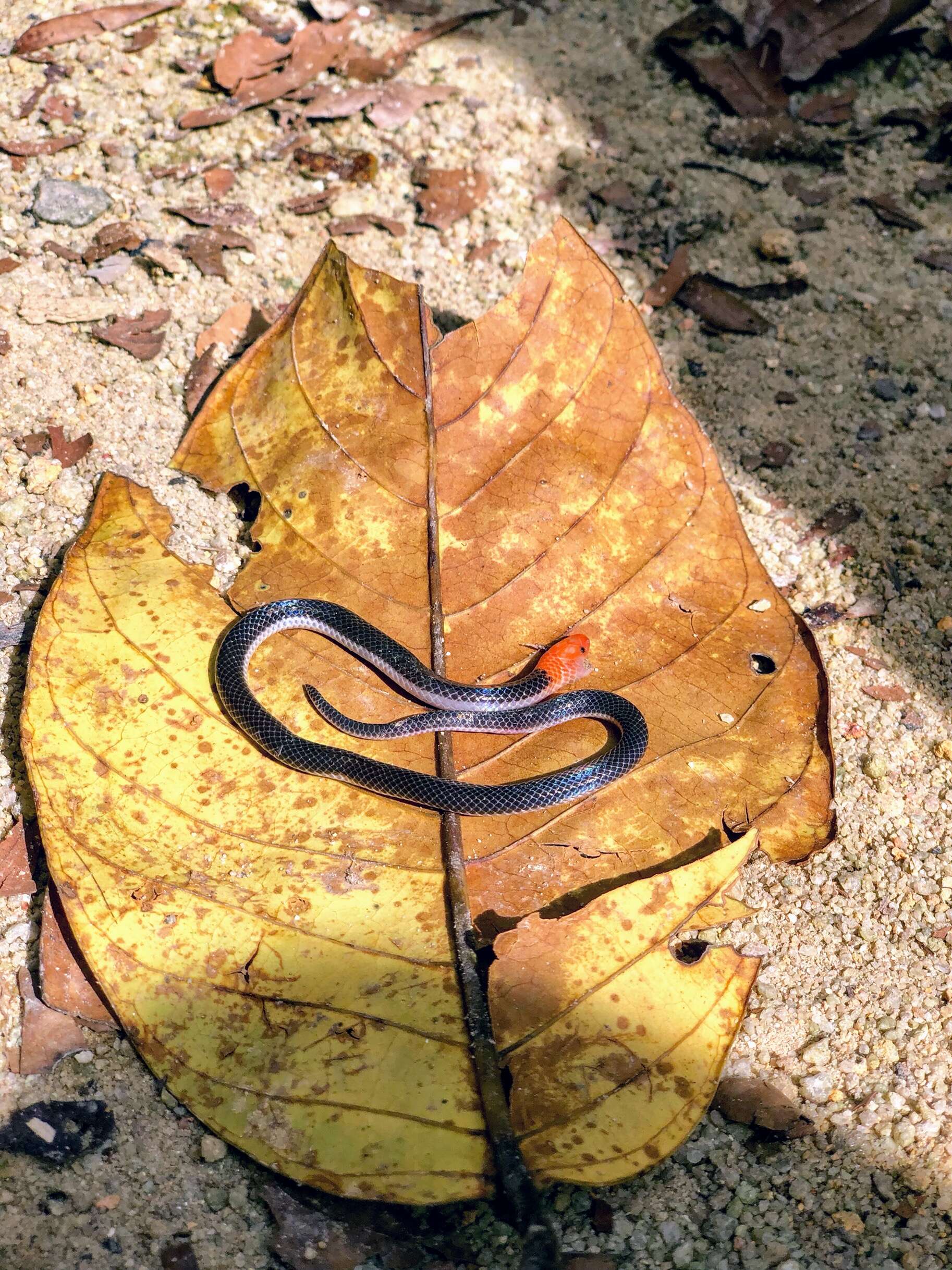 Image of Red-headed Reed Snake