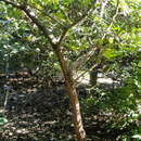 Image of Quercus wutaishanica Mayr