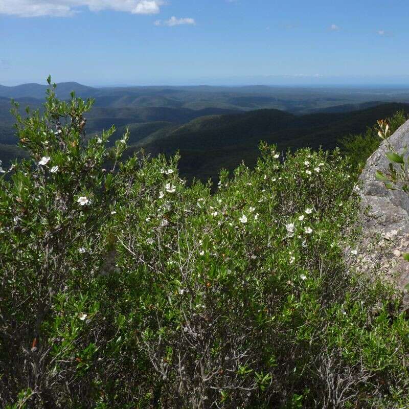 Image of Leptospermum deuense J. Thompson