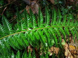 Image of hard shield-fern