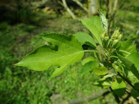 Plancia ëd Malus kansuensis (Batalin) C. K. Schneid.