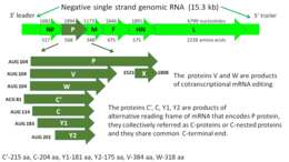 Image of Sendai virus