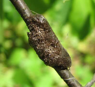 Image de Malacosoma americanum