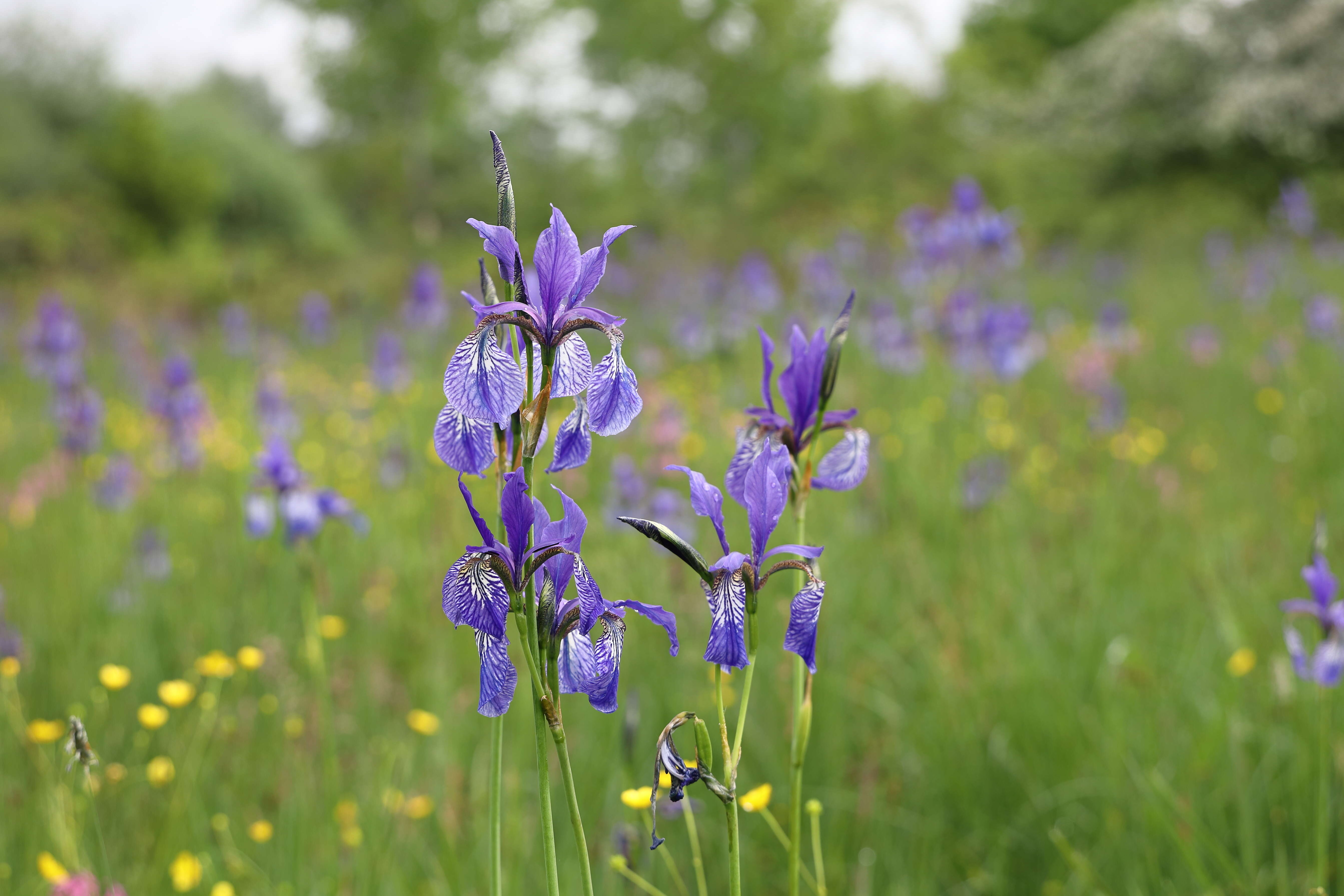 Image of German Iris