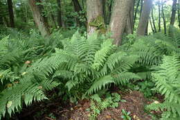 Image of Lady-fern