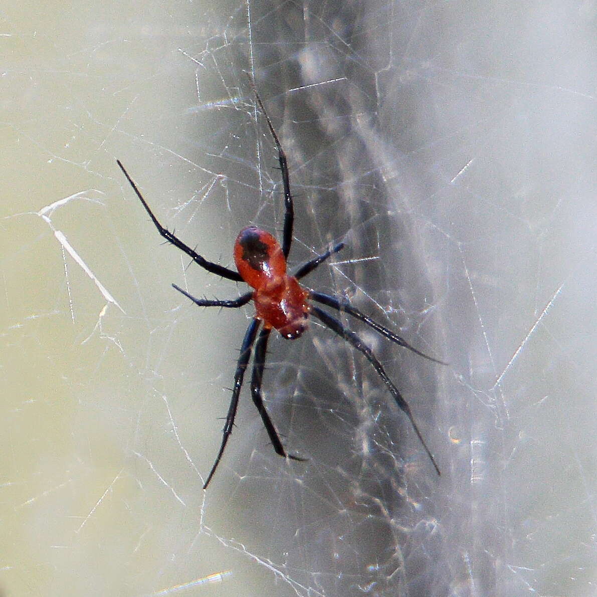 Image of Nephilengys papuana Thorell 1881