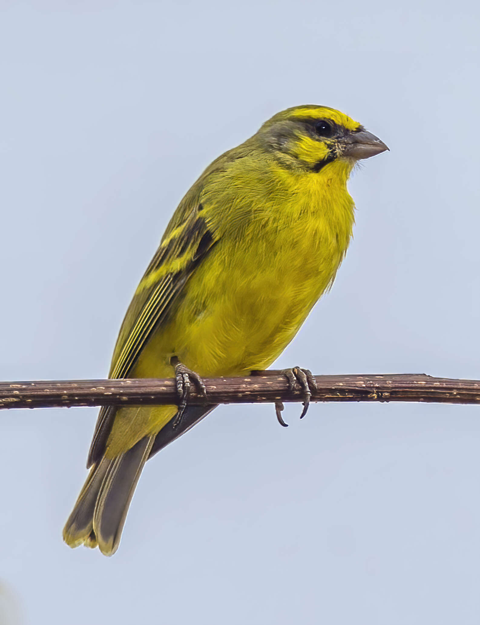 Image of Yellow-fronted Canary