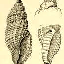 Image of Kermia irretita (Hedley 1899)