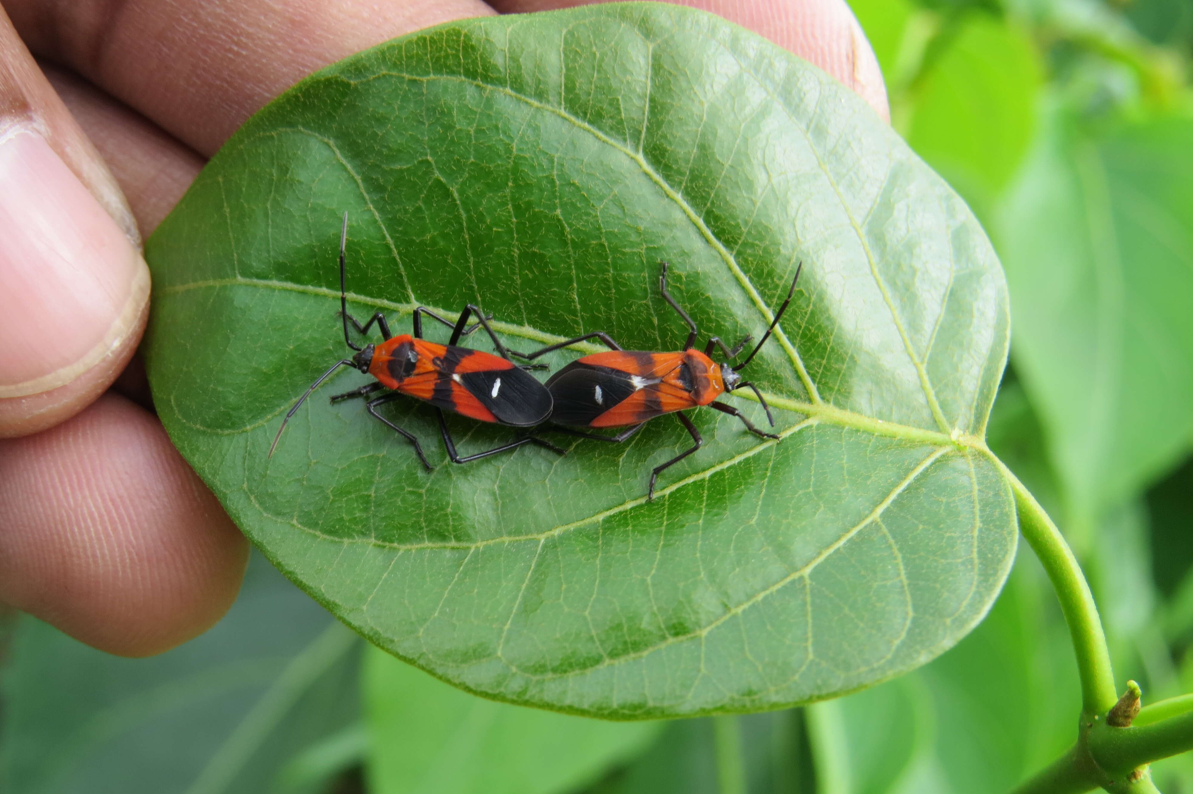 Image of Marsdenia volubilis (L. fil.) Cooke