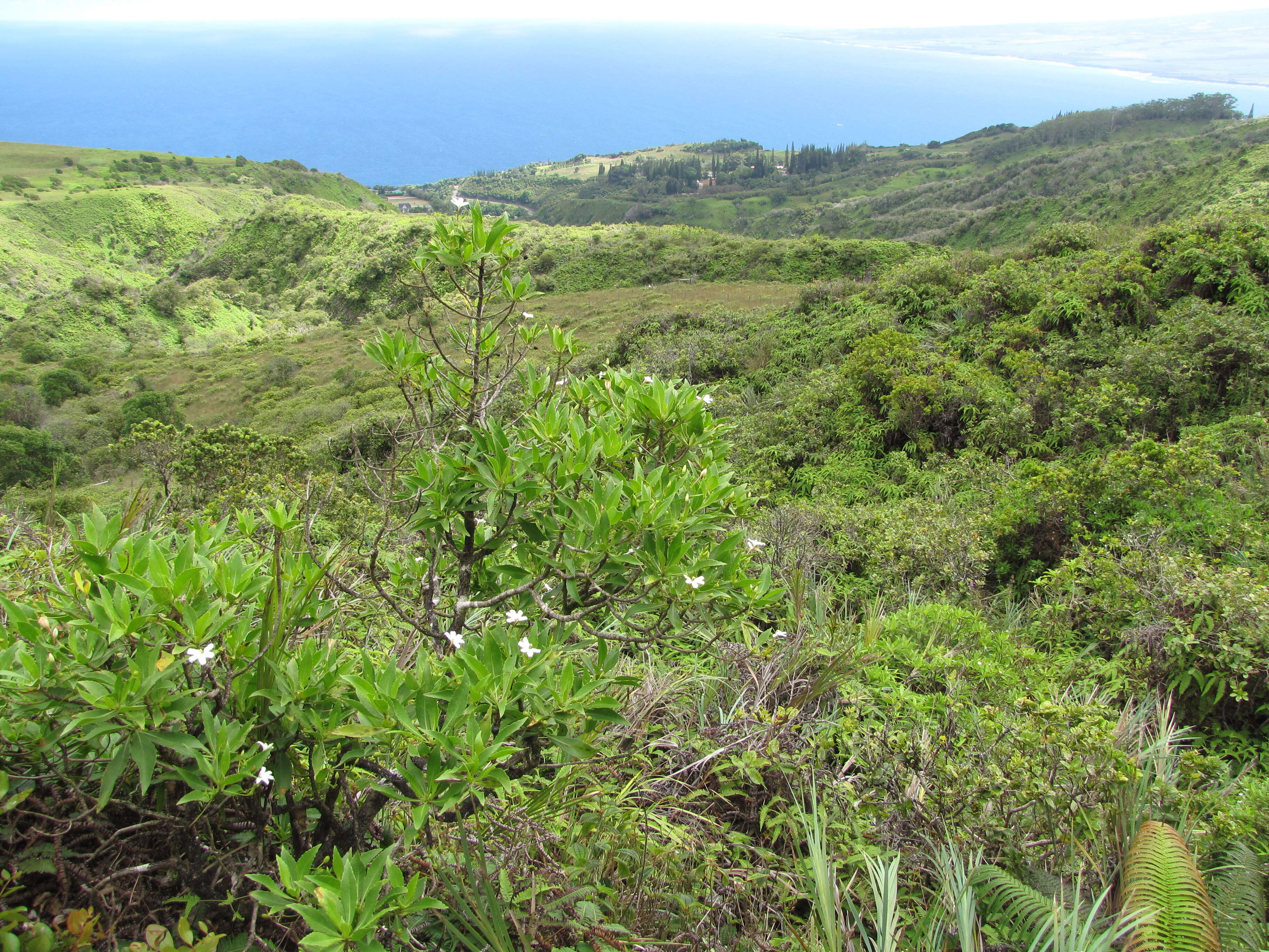 Imagem de Scaevola chamissoniana Gaud.