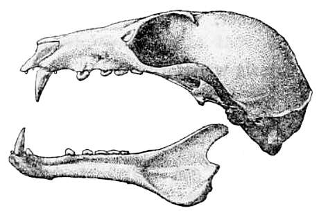 Plancia ëd Melonycteris woodfordi (Thomas 1887)