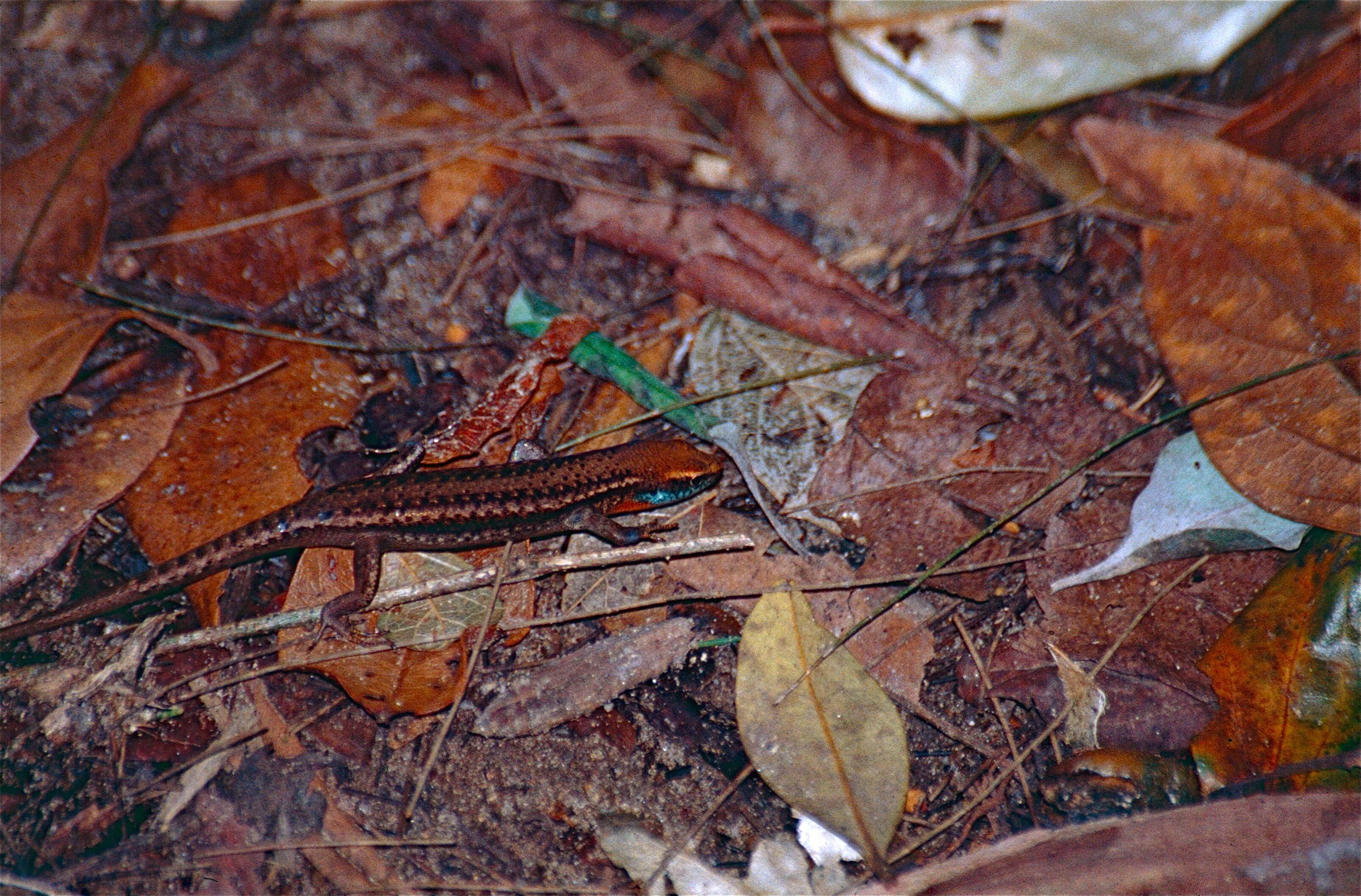 Carlia rhomboidalis (Peters 1869) resmi