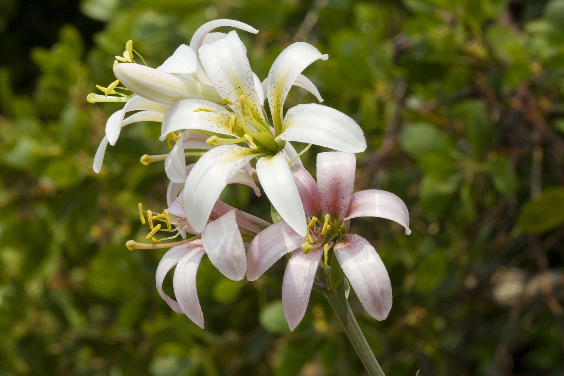 Image of Washington lily