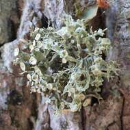 Image of Cartilage lichen