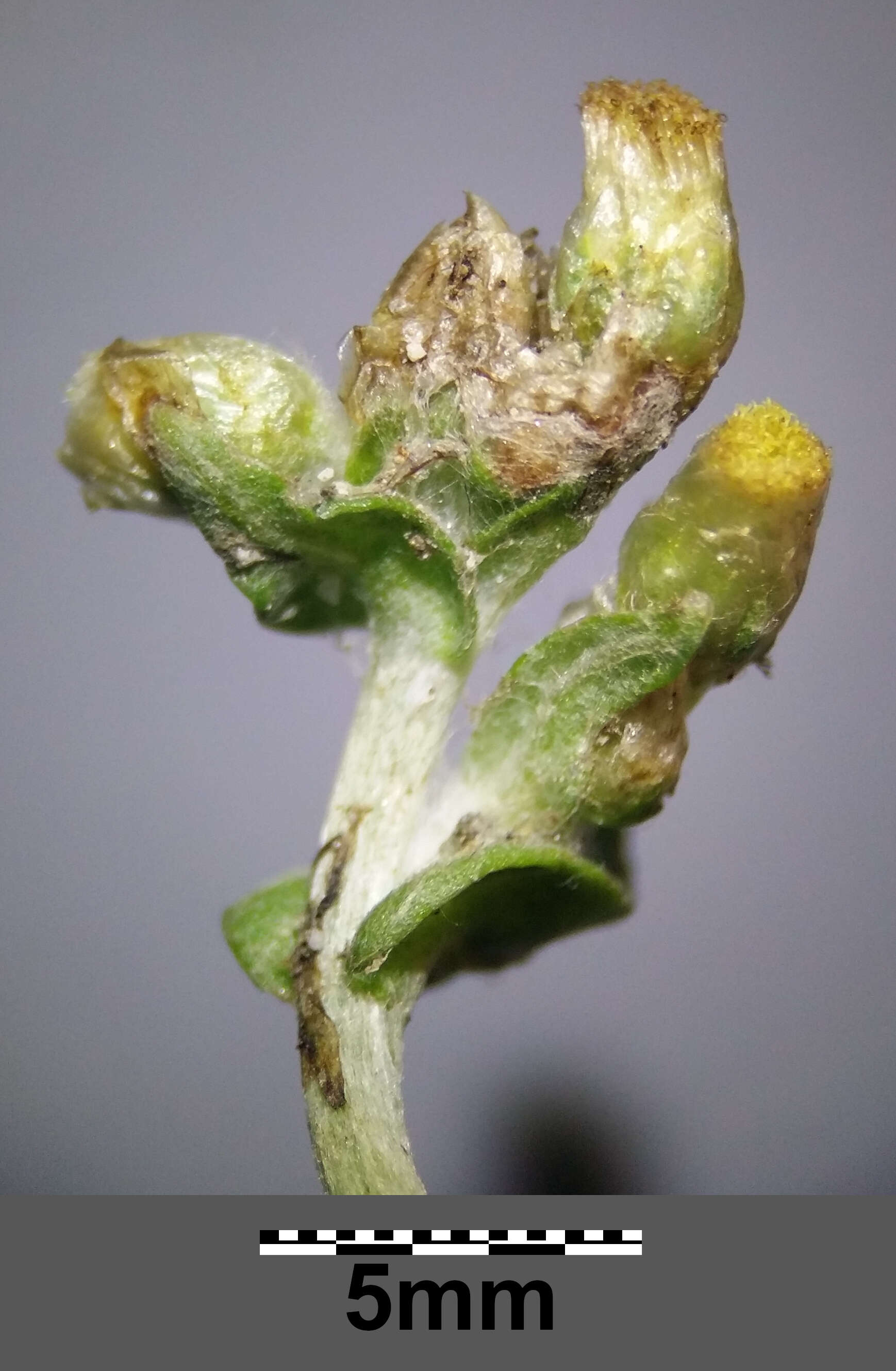 Image of Jersey cudweed