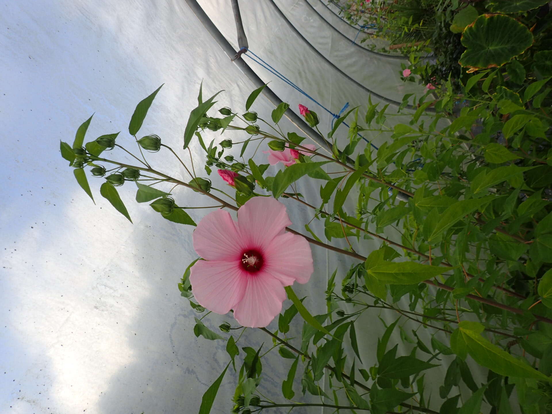 Image of Scarlet Rose-Mallow