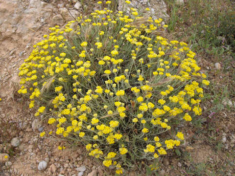 Image of yellow amaranth