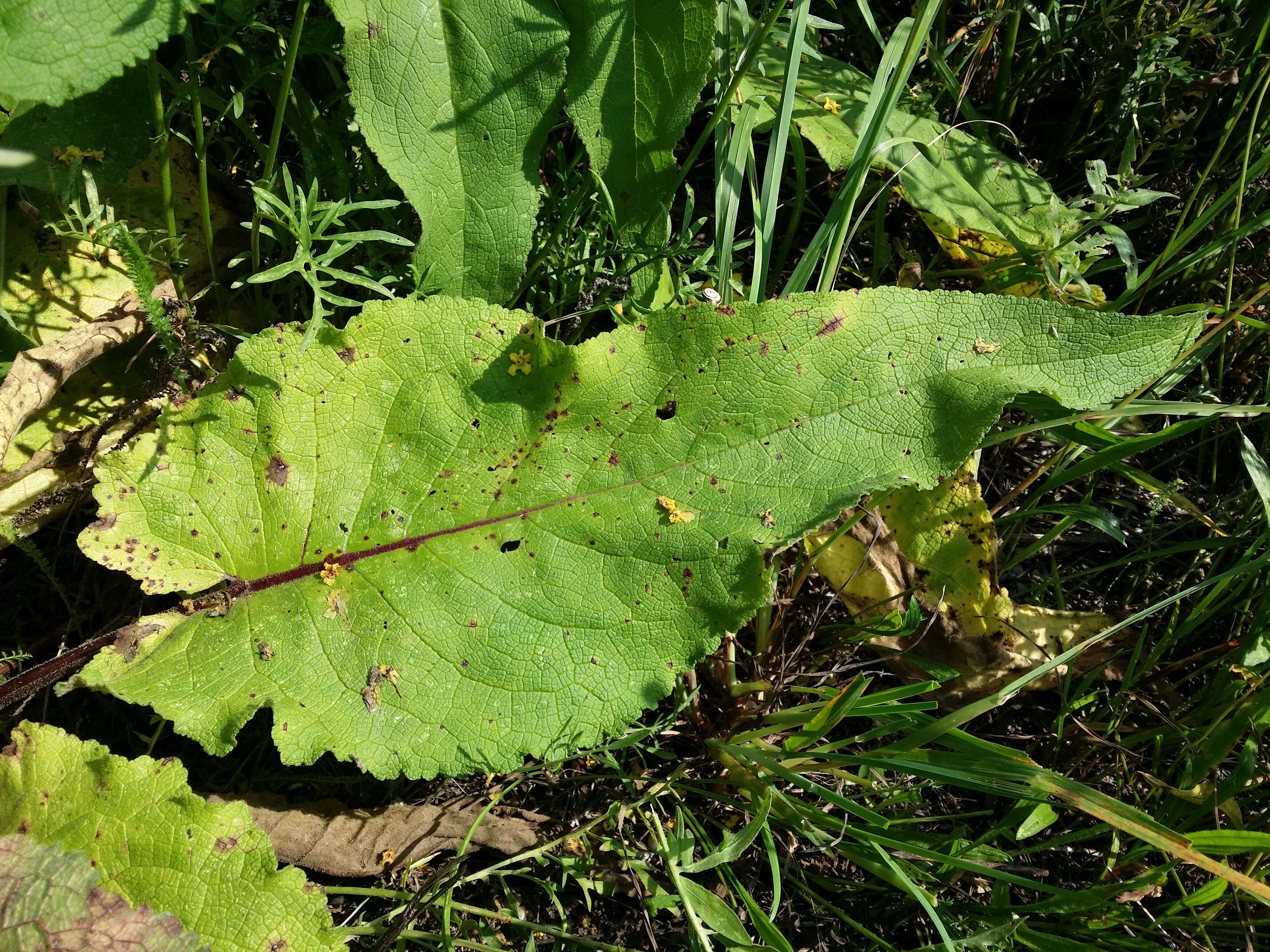 Verbascum nigrum L. resmi