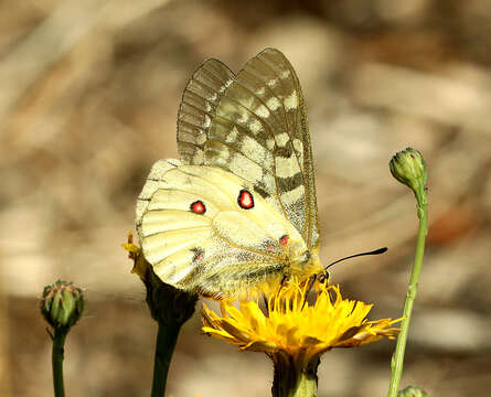 Sivun Parnassius clodius Ménétriés 1855 kuva