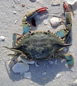 Image of blue crab