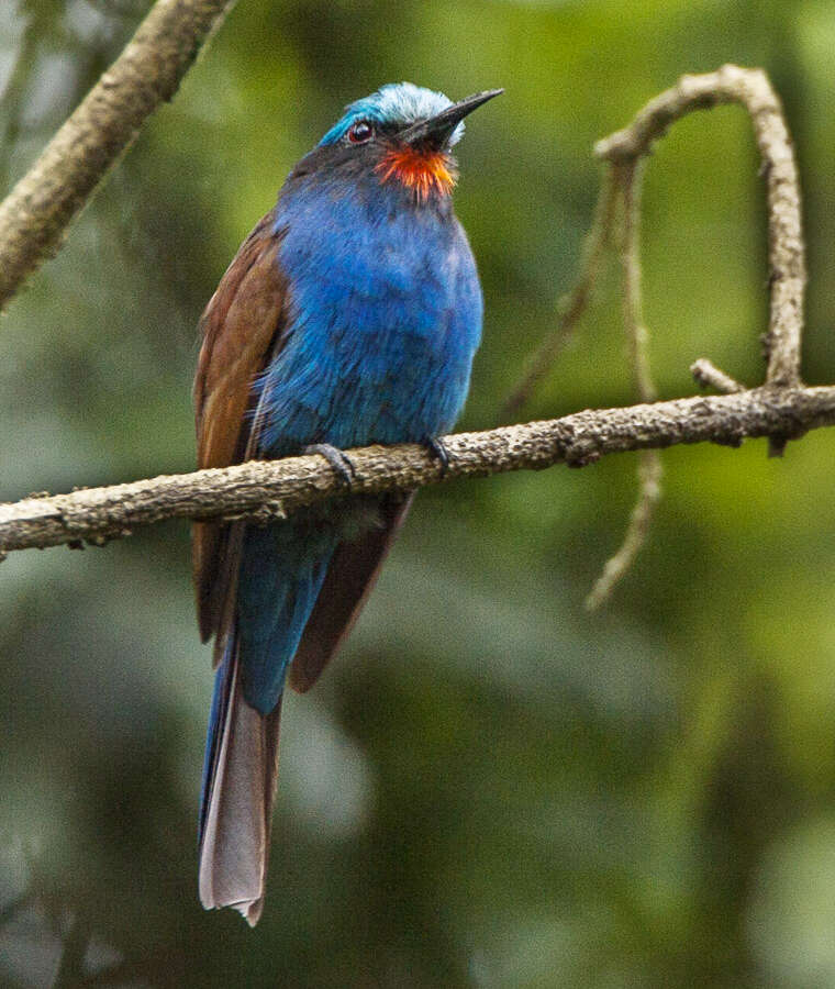 Image of Blue-headed Bee-eater