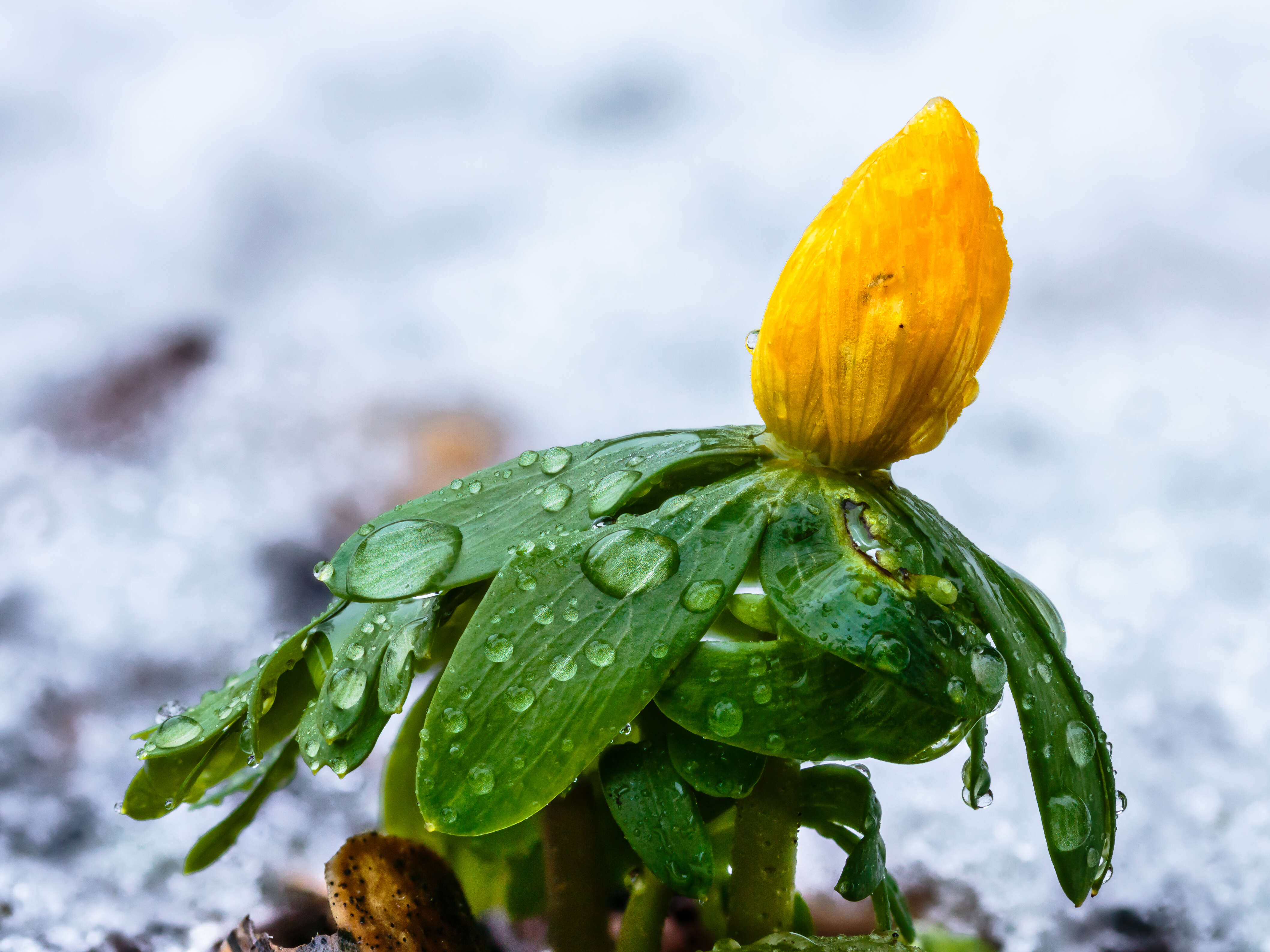 Image of eranthis