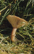 Image of Rufous Milkcap