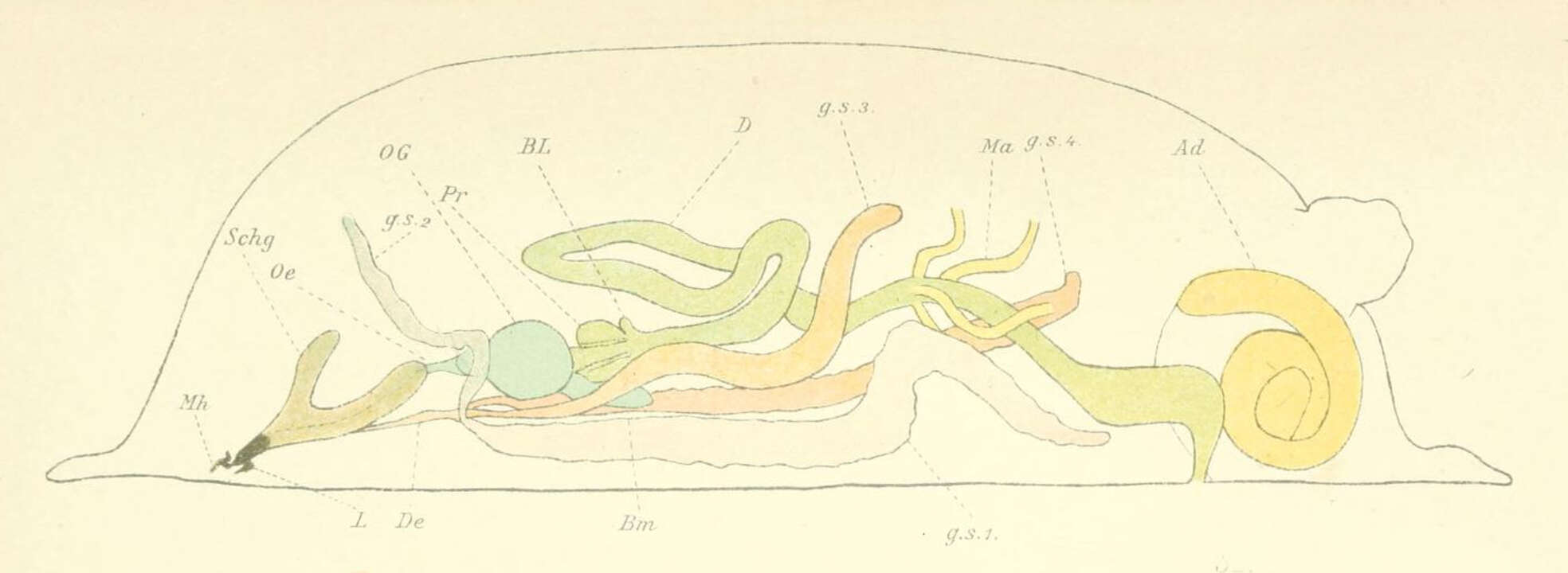 Image of Microdon analis (Macquart 1842)