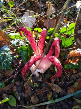 Image of octopus stinkhorn