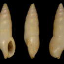 Image of Drillia eborea