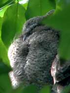 Image of Indian Scops Owl