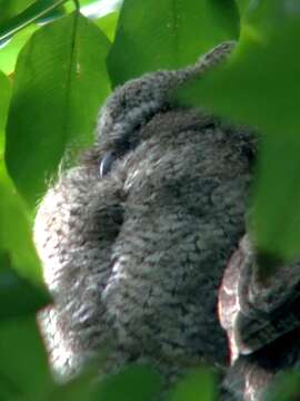 Image of Indian Scops Owl