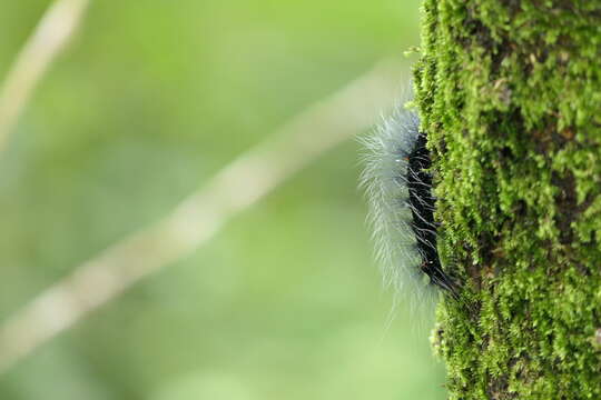 Image of Macrobrochis gigas Walker 1854