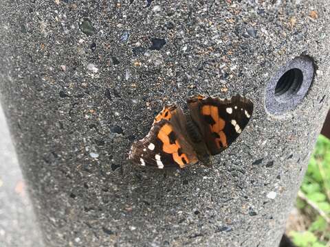 Image of Asian Admiral