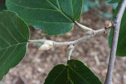 Imagem de Hamamelis mollis Oliv.