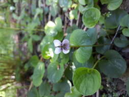 Plancia ëd Viola palustris L.