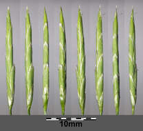 Image of flote-grass, floating sweet-grass