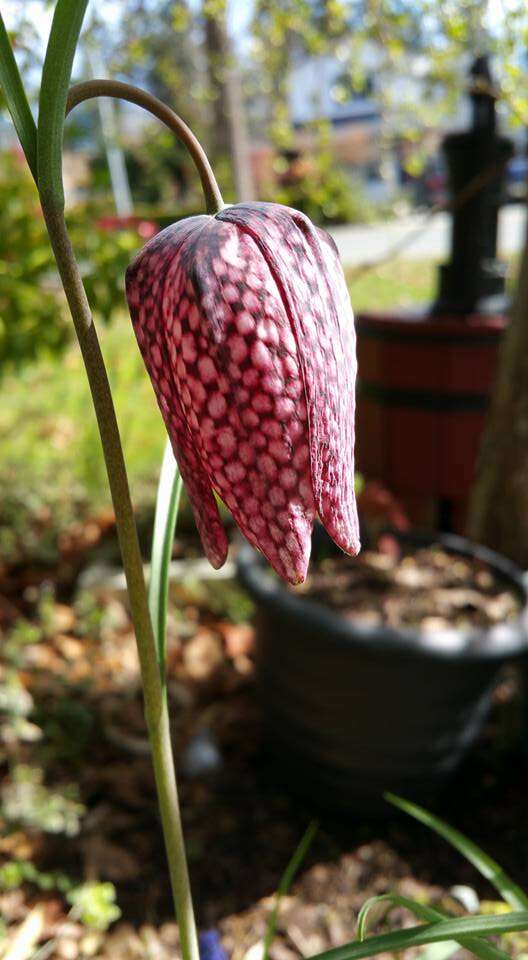 Image of Lazarus bell