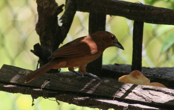 Image of Palm Tanager