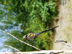 Image of Migrant Hawker