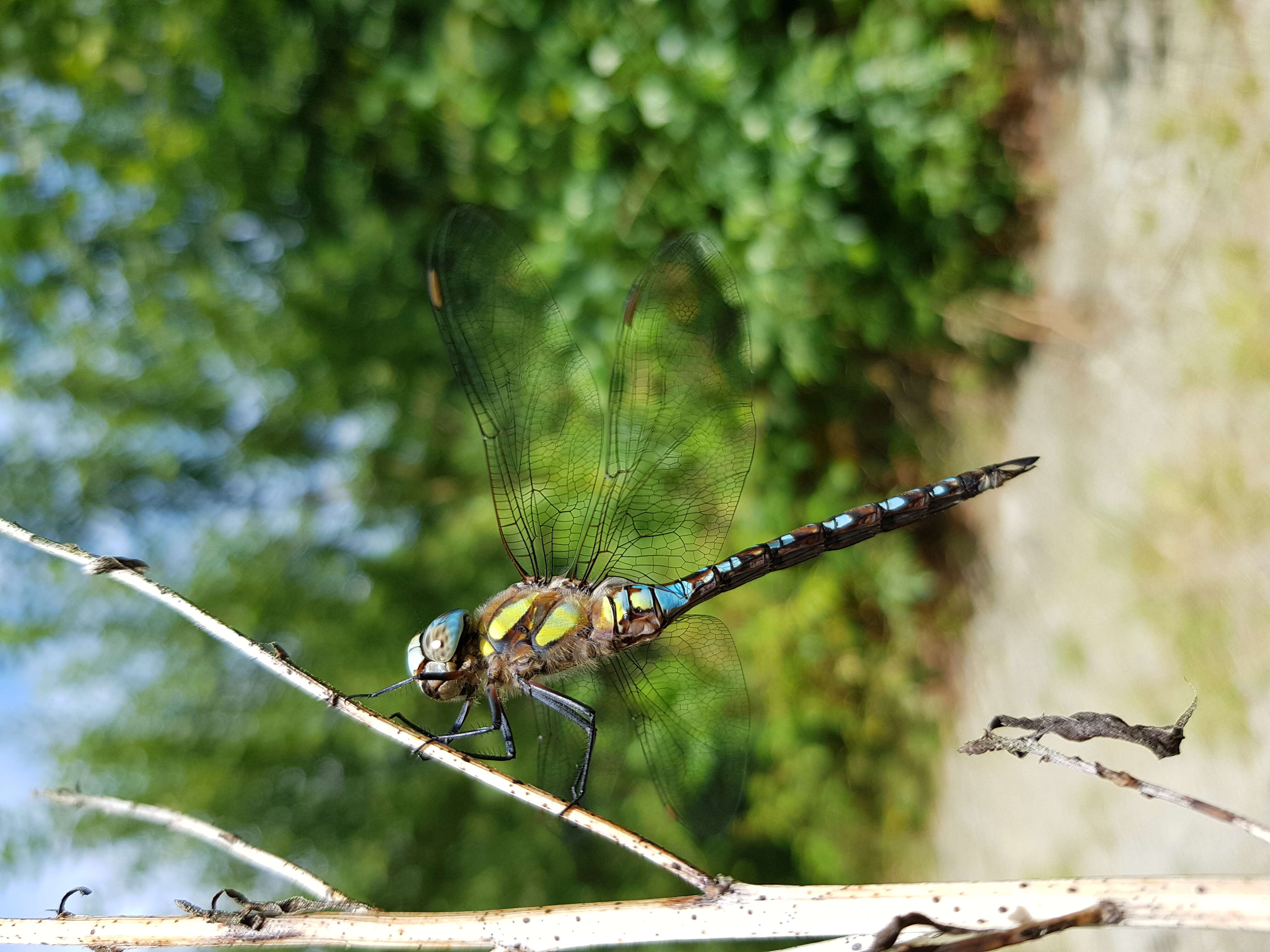 Image of Migrant Hawker