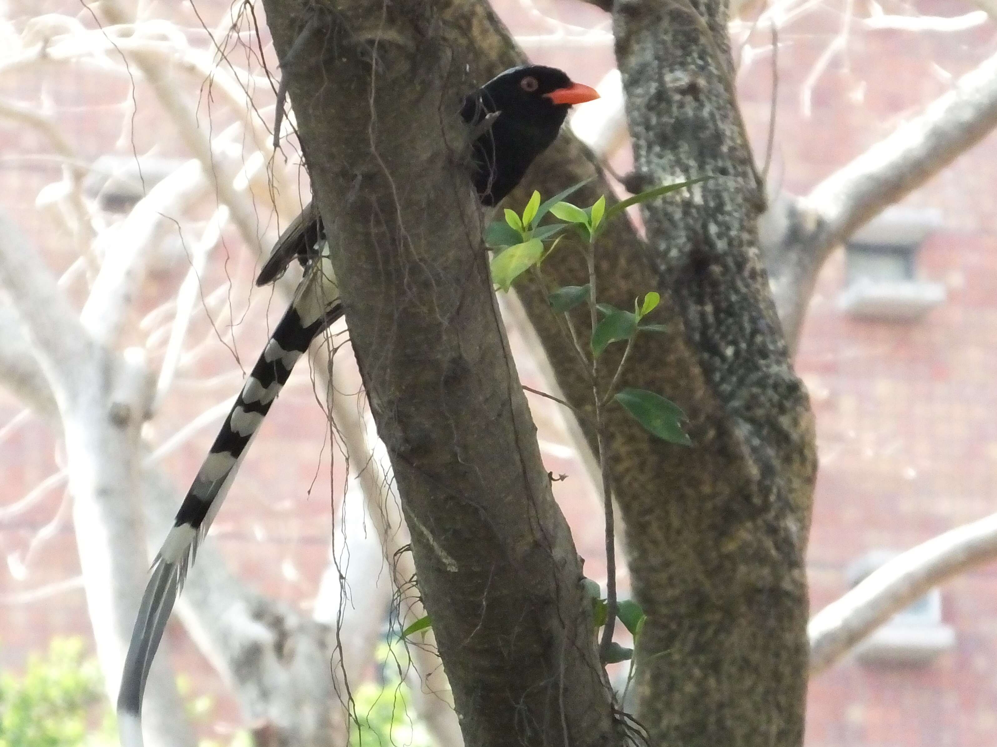 Image of Blue Magpie