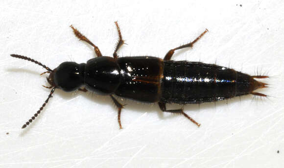 Image of Large rove beetle