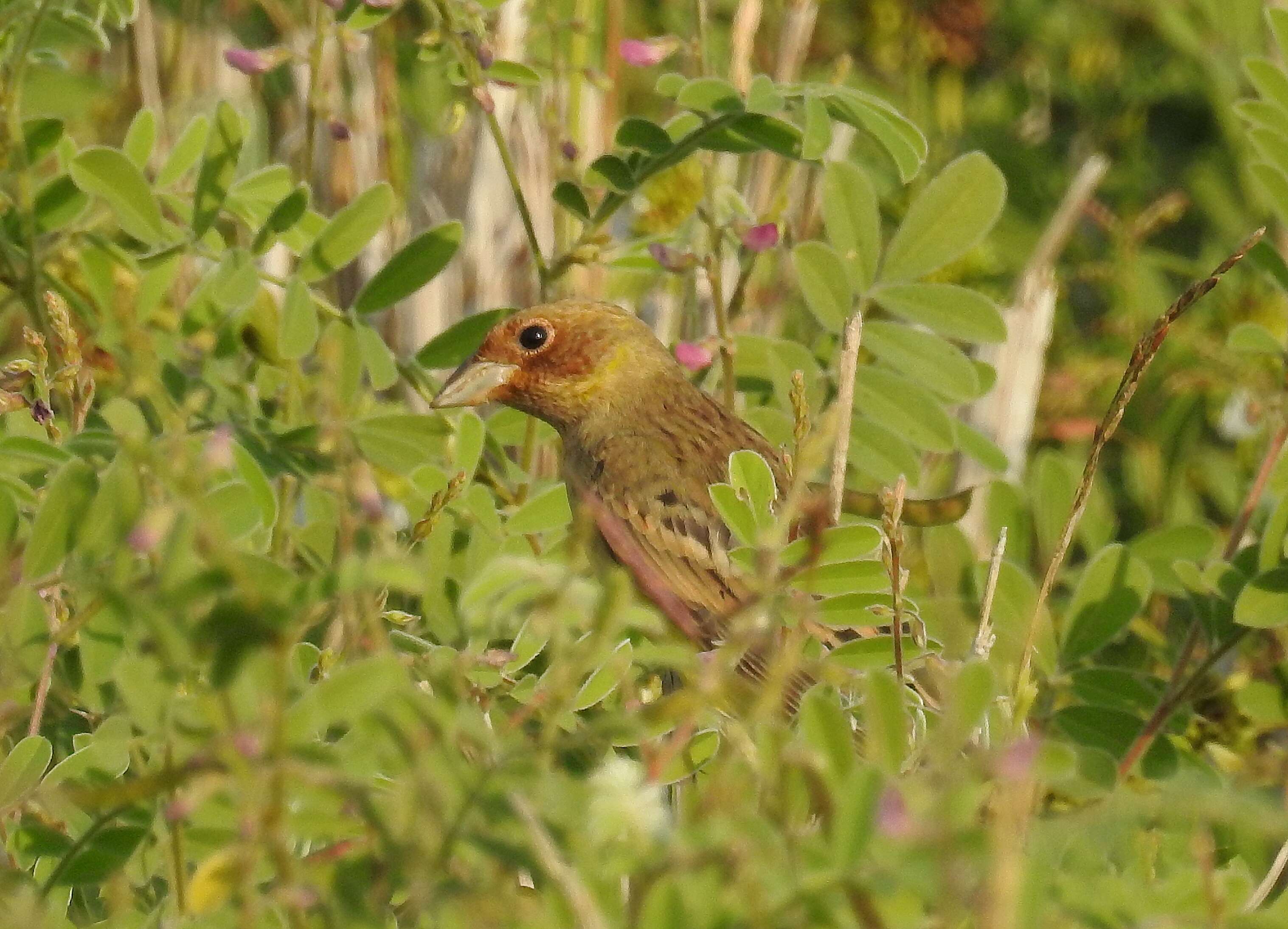 Image of Brown-headed Bunting