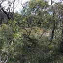 Image de Acacia acuminata Benth.