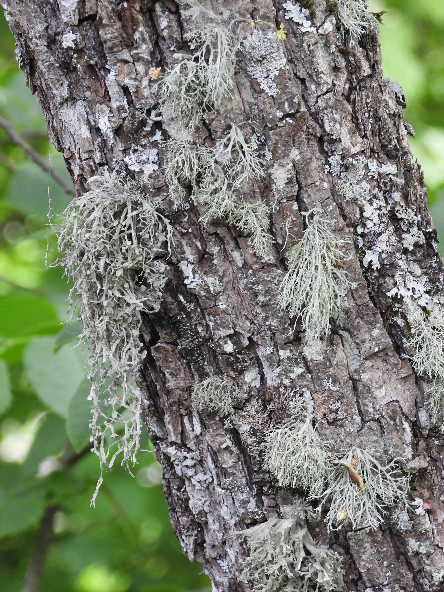 Image of cartilage lichen