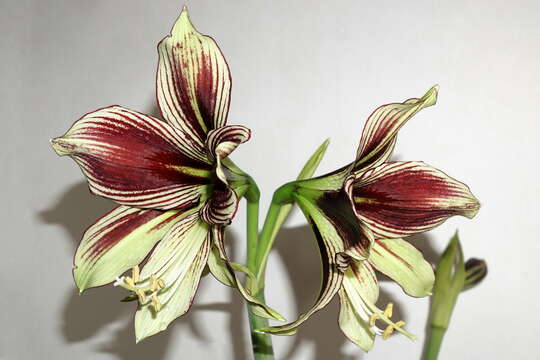 Image of Hippeastrum papilio (Ravenna) Van Scheepen