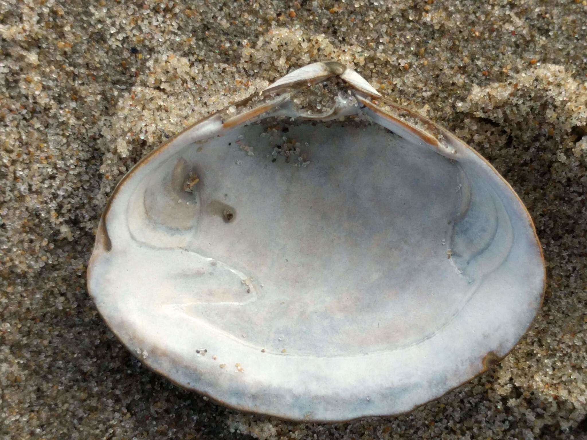 Image of surf clam