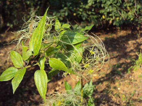 Image of Clematis javana DC.